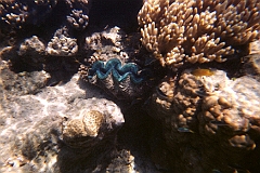 2001-12 Australie (Appareil jetable)